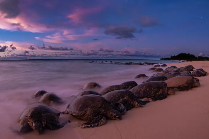 Framed Print : Group of Green turtles (Chelonia mydas) resting on the shore, Maui, Hawaii. Endangered Framed Print : Group of Green turtles (Chelonia mydas) resting on the shore, Maui, Hawaii. Endangered