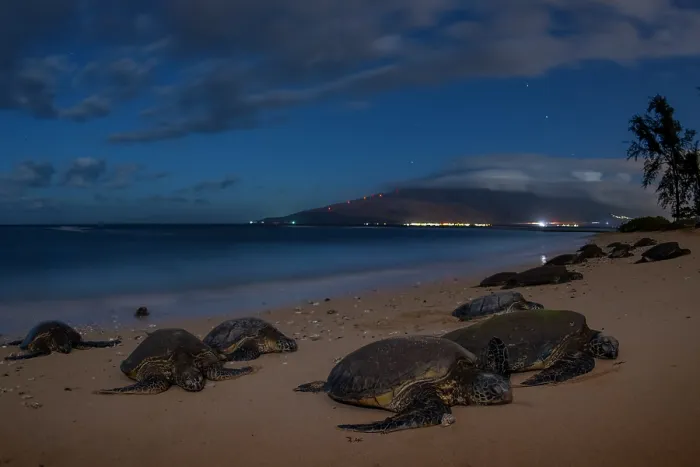 Framed Print : Group of Green turtles (Chelonia mydas) resting on the shore, Maui, Hawaii. Endangered Framed Print : Group of Green turtles (Chelonia mydas) resting on the shore, Maui, Hawaii. Endangered