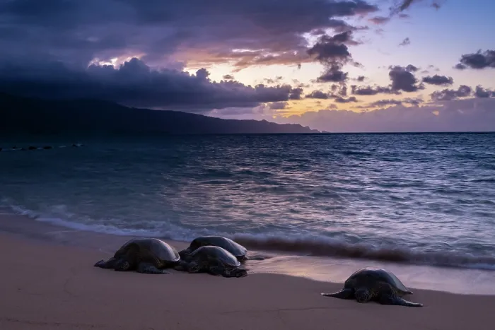Framed Print : Group of Green turtles (Chelonia mydas) resting on the shore at dusk, Maui, Hawaii. Endangered Framed Print : Group of Green turtles (Chelonia mydas) resting on the shore at dusk, Maui, Hawaii. Endangered