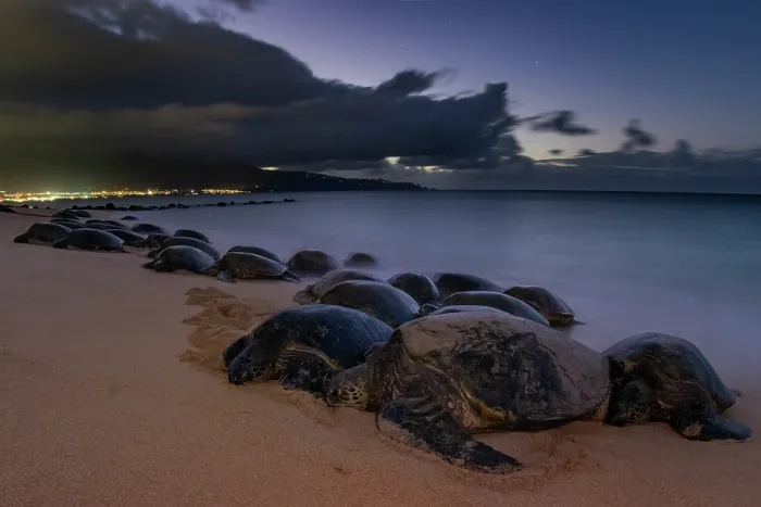Framed Print : Group of Green turtles (Chelonia mydas) resting on the shore at dusk, Maui, Hawaii. Endangered Framed Print : Group of Green turtles (Chelonia mydas) resting on the shore at dusk, Maui, Hawaii. Endangered