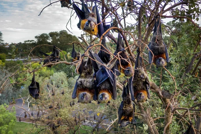 Framed Print : Group of Grey headed flying foxes (Pteropus poliocephalus) roosting in a tree, Adelaide, South Australia Framed Print : Group of Grey headed flying foxes (Pteropus poliocephalus) roosting in a tree, Adelaide, South Australia