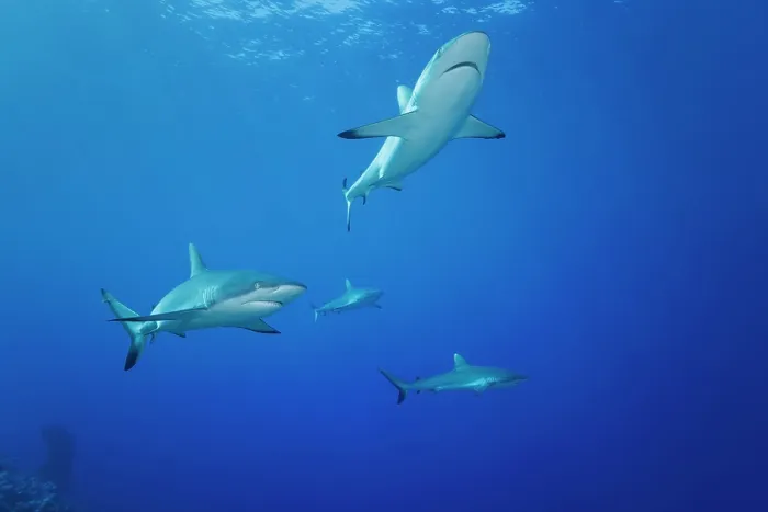 Framed Print : Group of Grey reef sharks (Carcharhinus amblyrhynchos) patrolling along a reef, Yap, Federated States of Micronesia, Pacific Ocean Framed Print : Group of Grey reef sharks (Carcharhinus amblyrhynchos) patrolling along a reef, Yap, Federated States of Micronesia, Pacific Ocean