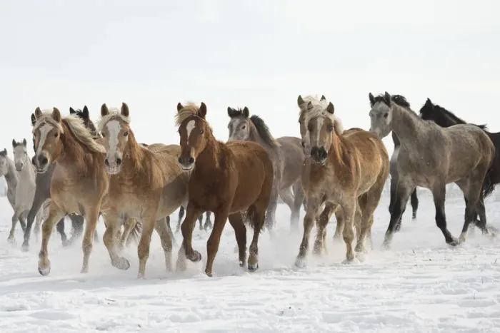 Framed Print : A group of Haflinger, Pure Arab, Shagya Arab and East Bulgarian fillies and mares running in snow Framed Print : A group of Haflinger, Pure Arab, Shagya Arab and East Bulgarian fillies and mares running in snow