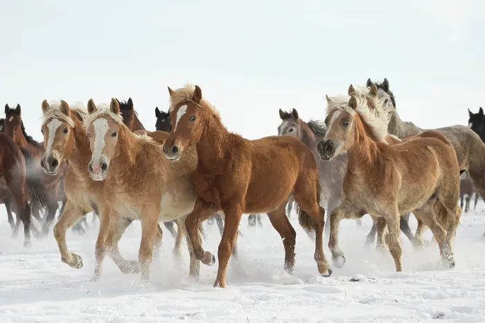 Framed Print : A group of Haflinger, Pure Arab, Shagya Arab and East Bulgarian fillies and mares running in snow, Kabiuk National Stud, Shumen, Bulgaria Framed Print : A group of Haflinger, Pure Arab, Shagya Arab and East Bulgarian fillies and mares running in snow, Kabiuk National Stud, Shumen, Bulgaria