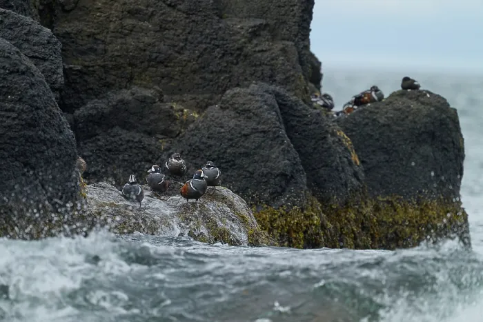 Framed Print : Group of Harlequin ducks (Histrionicus histrionicus) resting on rocks along the coast, Hornvik, Hornstrandir Nature Reserve, Iceland. July Framed Print : Group of Harlequin ducks (Histrionicus histrionicus) resting on rocks along the coast, Hornvik, Hornstrandir Nature Reserve, Iceland. July