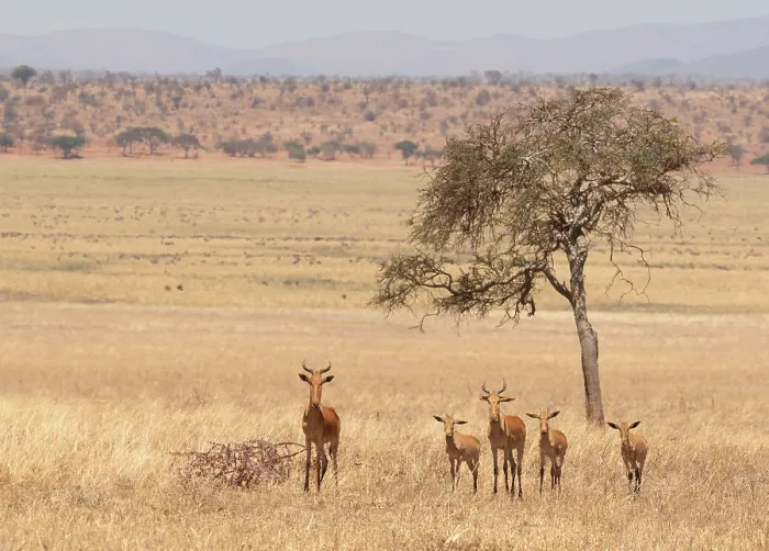 Framed Print : Group of Hartebeests (Alcelaphus buselaphus) standing on savanna grassland, Tarangire National Park, Tanzania