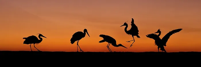 Framed Print : Group of Herons and storks jumping into the air silhouetted at sunrise, Kiskunsag National Park, Hungary. June Framed Print : Group of Herons and storks jumping into the air silhouetted at sunrise, Kiskunsag National Park, Hungary. June