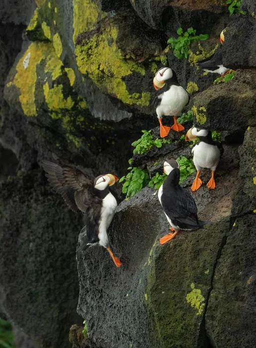 Framed Print : Group of Horned puffins (Fratercula corniculata) perched on cliff face, St. Paul, Pribilof Islands, Alaska, USA. August Framed Print : Group of Horned puffins (Fratercula corniculata) perched on cliff face, St. Paul, Pribilof Islands, Alaska, USA. August