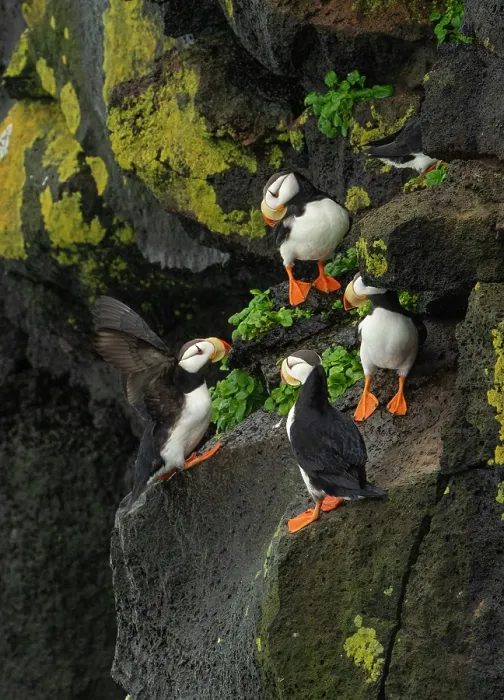 Framed Print : Group of Horned puffins (Fratercula corniculata) perched on cliff face, St. Paul, Pribilof Islands, Alaska, USA. August Framed Print : Group of Horned puffins (Fratercula corniculata) perched on cliff face, St. Paul, Pribilof Islands, Alaska, USA. August