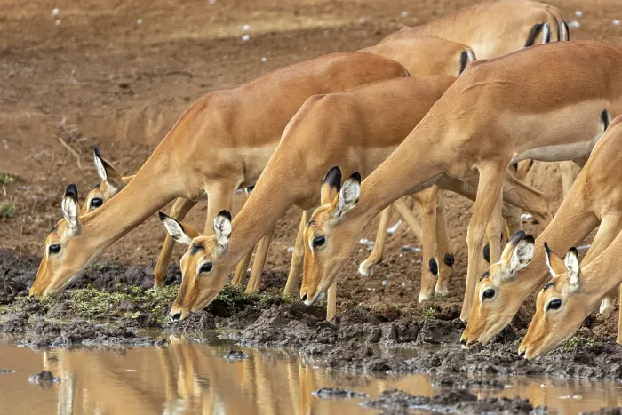 Framed Print : Group of Impala (Aepyceros melampus) females, drinking at a waterhole, Amboseli National Park, Kenya Framed Print : Group of Impala (Aepyceros melampus) females, drinking at a waterhole, Amboseli National Park, Kenya