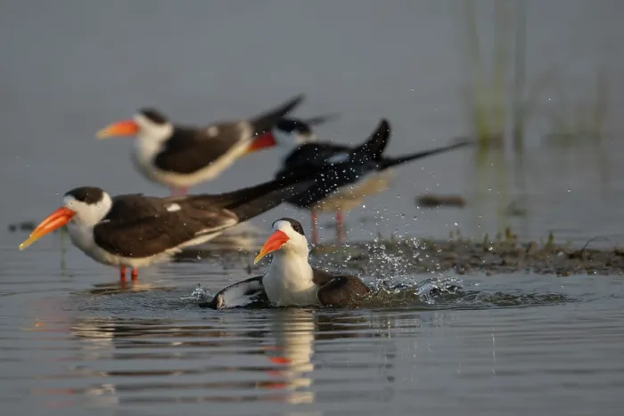 Framed Print : Group of Indian skimmers (Rynchops albicollis) bathing in river, Chambal river, Dholpur, Rajastahn, India Framed Print : Group of Indian skimmers (Rynchops albicollis) bathing in river, Chambal river, Dholpur, Rajastahn, India