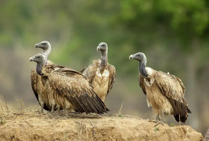 Framed Print : Group of Indian vultures (Gyps indicus) perched on mound of earth, Bandhavgarh Tiger Reserve, Madhya Pradesh, India. Critically endangered Framed Print : Group of Indian vultures (Gyps indicus) perched on mound of earth, Bandhavgarh Tiger Reserve, Madhya Pradesh, India. Critically endangered