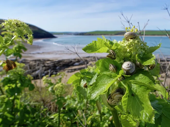 Framed Print : Group of Italian white snails (Theba pisana) foraging on Alexanders (Smyrnium olusatrum) leaves by a coastal path, North Cornwall, England, UK. April