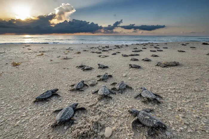 Framed Print : Group of Kemp's ridley turtle (Lepidochelys kempii) hatchlings making their way to the sea, Rancho Nuevo Sea Turtle Sanctuary, Tamaulipas, Mexico. Critically endangered Framed Print : Group of Kemp's ridley turtle (Lepidochelys kempii) hatchlings making their way to the sea, Rancho Nuevo Sea Turtle Sanctuary, Tamaulipas, Mexico. Critically endangered