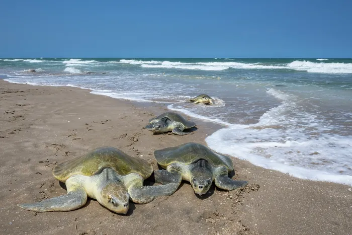 Framed Print : Group of Kemp's ridley turtles (Lepidochelys kempii) female, coming ashore in brief daytime arribada, a mass synchronised sea turtle nesting phenomenon Framed Print : Group of Kemp's ridley turtles (Lepidochelys kempii) female, coming ashore in brief daytime arribada, a mass synchronised sea turtle nesting phenomenon