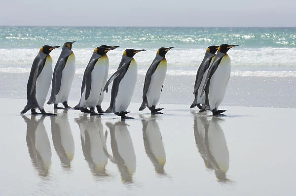 Group of King penguins {Aptenodytes patagonicus} walking in line along beach with