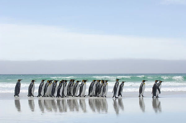 Group of King penguins {Aptenodytes patagonicus} walking in line along beach, Falkland