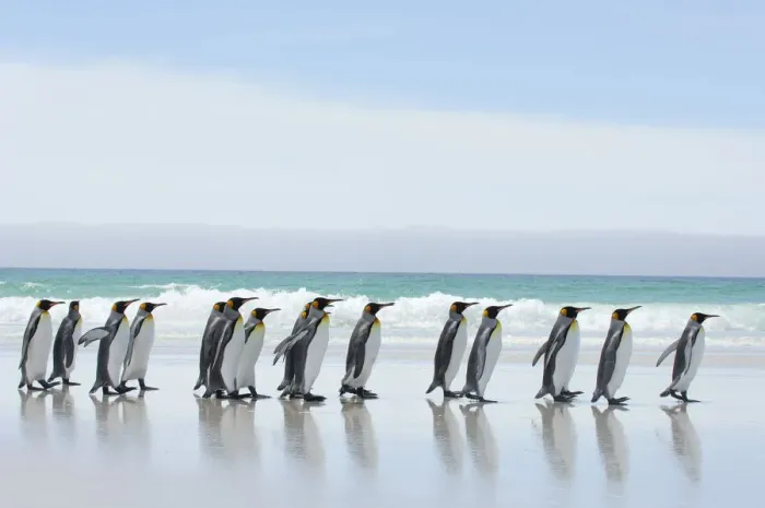 Framed Print : Group of King penguins {Aptenodytes patagonicus} profile walking in line along beach Framed Print : Group of King penguins {Aptenodytes patagonicus} profile walking in line along beach