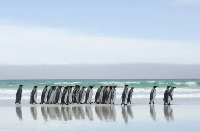 Framed Print : Group of King penguins {Aptenodytes patagonicus} walking in line along beach, Falkland Framed Print : Group of King penguins {Aptenodytes patagonicus} walking in line along beach, Falkland