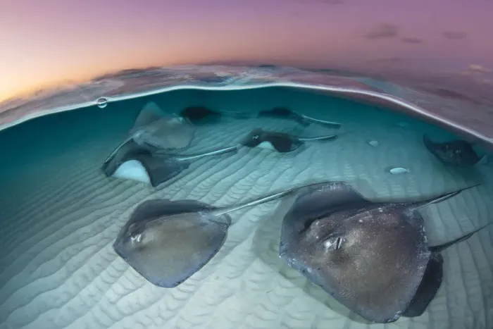 Framed Print : A group of large stingrays (Dasyatis americana) swim over sand in shallow water Framed Print : A group of large stingrays (Dasyatis americana) swim over sand in shallow water