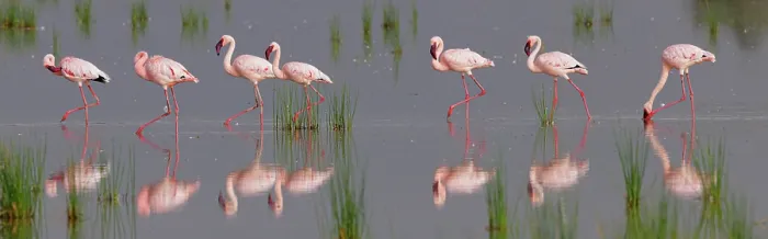Framed Print : Group of Lesser flamingos (Phoeniconaias minor) wading in shallow water with reflection, Amboseli National Park, Kenya