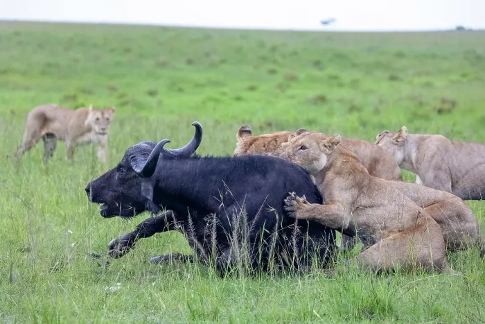 Framed Print : Group of Lions (Panthera leo) female, attacking an African buffalo (Syncerus caffer), Masai Mara National Reserve, Kenya Framed Print : Group of Lions (Panthera leo) female, attacking an African buffalo (Syncerus caffer), Masai Mara National Reserve, Kenya