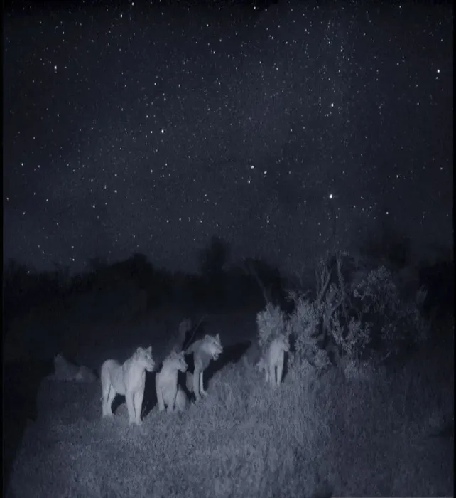 Framed Print : Group of lions (Panthera leo) at night, Masai Mara, Kenya Framed Print : Group of lions (Panthera leo) at night, Masai Mara, Kenya