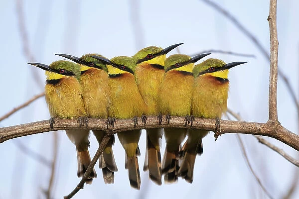 Group of Little bee-eaters (Merops pusillus) perched side by side on branch in early morning, Allahein River, The Gambia