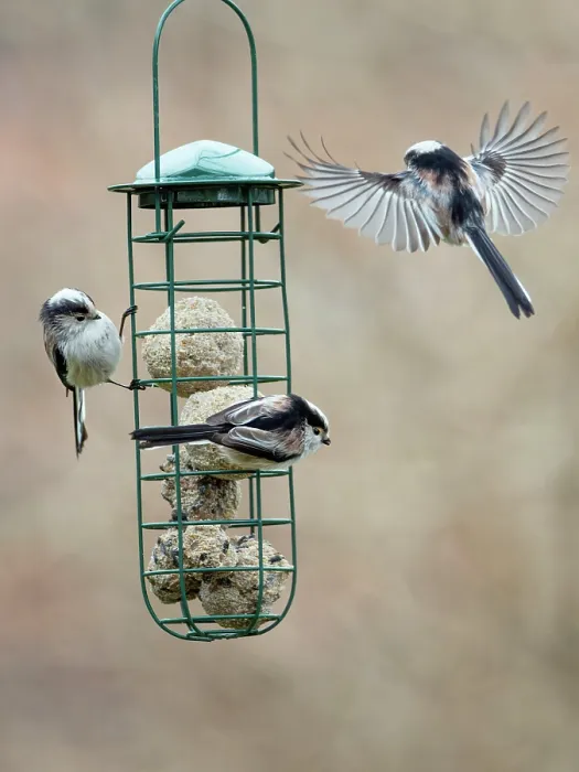 Framed Print : Group of Long-tailed tits (Aegithalos caudatus) feeding at bird feeder in winter, Germany. February Framed Print : Group of Long-tailed tits (Aegithalos caudatus) feeding at bird feeder in winter, Germany. February