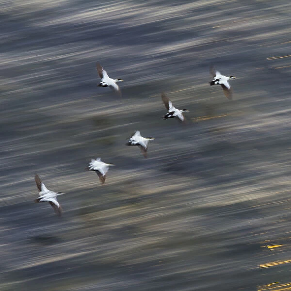 Group of male Common eiders (Somateria mollissima) in flight, Iceland, June