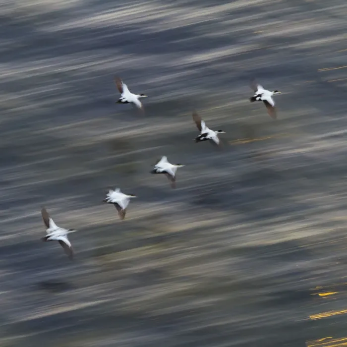 Framed Print : Group of male Common eiders (Somateria mollissima) in flight, Iceland, June Framed Print : Group of male Common eiders (Somateria mollissima) in flight, Iceland, June