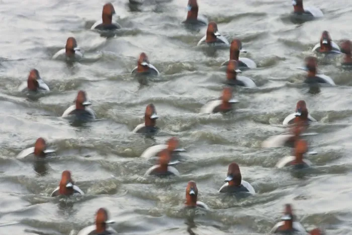 Framed Print : Group of male Pochard (Aythya ferina) on water with motion blur, Welney WWT Reserve Framed Print : Group of male Pochard (Aythya ferina) on water with motion blur, Welney WWT Reserve