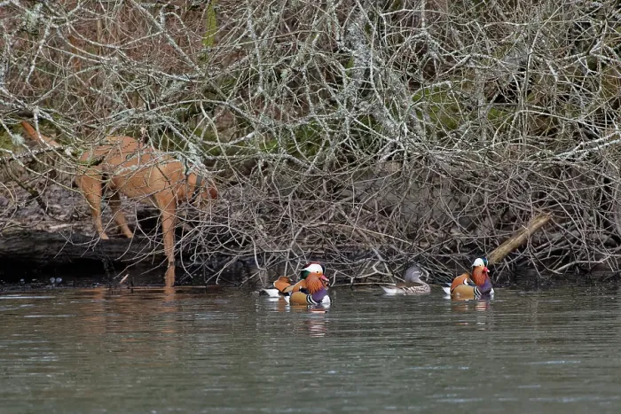 Framed Print : Group of Mandarin ducks (Aix galericulata) drakes and a female, swimming away from riverbank to escape an approaching dog, Forest of Dean, Gloucestershire, England, UK. February Framed Print : Group of Mandarin ducks (Aix galericulata) drakes and a female, swimming away from riverbank to escape an approaching dog, Forest of Dean, Gloucestershire, England, UK. February