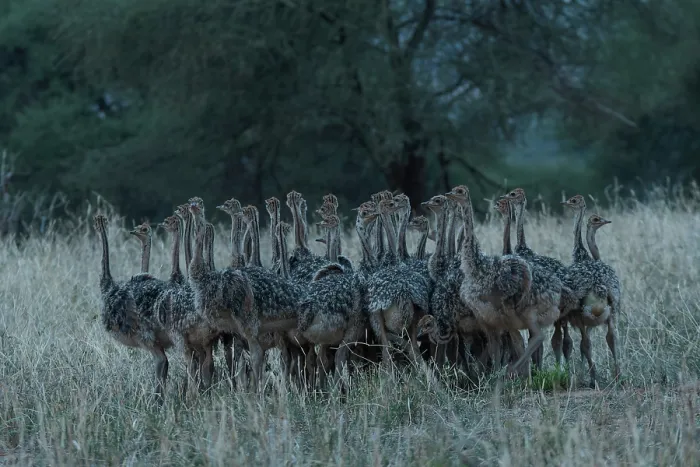 Framed Print : Group of Masai ostrich (Struthio camelus massaicus) chicks huddling togther at dusk, Tarangire National Park, Tanzania Framed Print : Group of Masai ostrich (Struthio camelus massaicus) chicks huddling togther at dusk, Tarangire National Park, Tanzania
