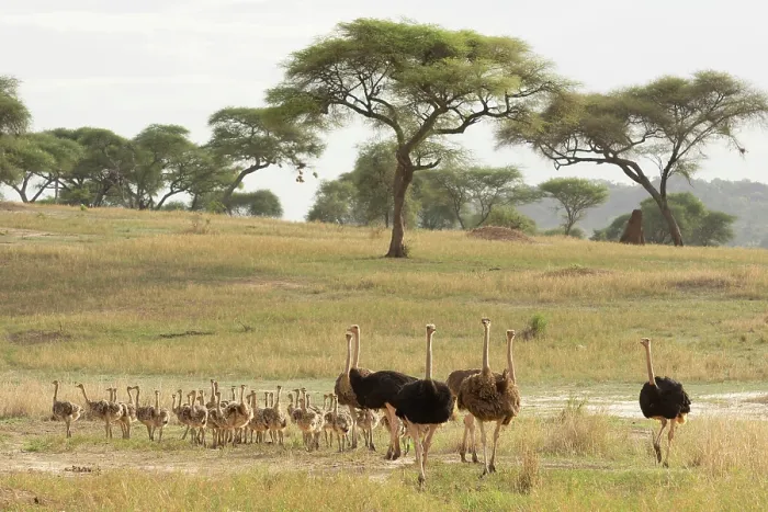 Framed Print : Group of Masai ostriches (Struthio camelus massaicus) with chicks, three ostrich families team up to care for 42 chicks, Tarangire National Park, Tanzania Framed Print : Group of Masai ostriches (Struthio camelus massaicus) with chicks, three ostrich families team up to care for 42 chicks, Tarangire National Park, Tanzania