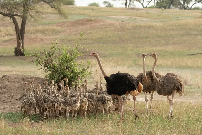 Framed Print : Group of Masai ostriches (Struthio camelus massaicus) with chicks, three ostrich families team up to care for 42 chicks, Tarangire National Park, Tanzania Framed Print : Group of Masai ostriches (Struthio camelus massaicus) with chicks, three ostrich families team up to care for 42 chicks, Tarangire National Park, Tanzania
