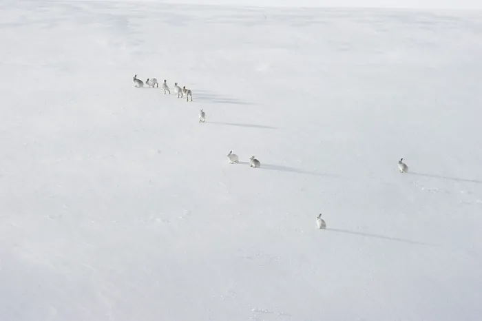 Framed Print : Group of Mountain hares (Lepus timidus) males, following a female, likely in oestrus, across an ice field high in the mountains, Cairngorms National Park, Scotland, UK. March Framed Print : Group of Mountain hares (Lepus timidus) males, following a female, likely in oestrus, across an ice field high in the mountains, Cairngorms National Park, Scotland, UK. March