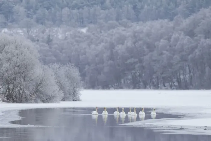 Framed Print : Group of Mute swans (Cygnus olor) on a partially frozen loch, Loch Laggan, Creag Meagaidh NNR Framed Print : Group of Mute swans (Cygnus olor) on a partially frozen loch, Loch Laggan, Creag Meagaidh NNR