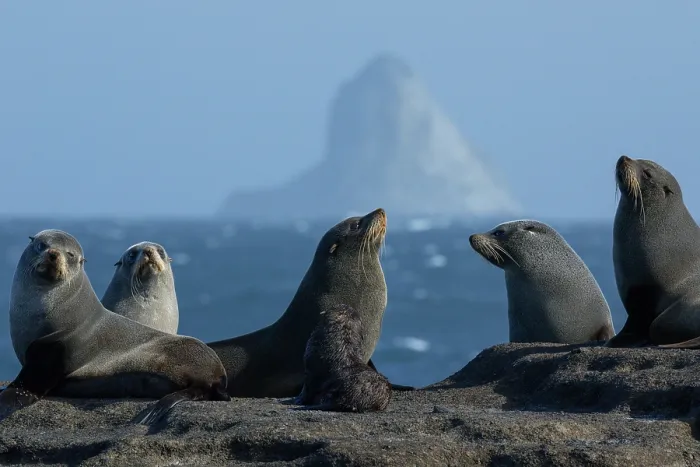 Framed Print : Group of New Zealand fur seals (Arctocephalus forsteri) with a pup, resting at colony with The Pyramid island in background, Rangatira Island, Chatham Islands, New Zealand Framed Print : Group of New Zealand fur seals (Arctocephalus forsteri) with a pup, resting at colony with The Pyramid island in background, Rangatira Island, Chatham Islands, New Zealand