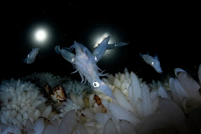 Framed Print : Group of Opalescent inshore squid (Doryteuthis opalescens) mating and laying eggs on vast egg field on seabed, Vancouver Island, British Columbia, Canada, Pacific Ocean Framed Print : Group of Opalescent inshore squid (Doryteuthis opalescens) mating and laying eggs on vast egg field on seabed, Vancouver Island, British Columbia, Canada, Pacific Ocean
