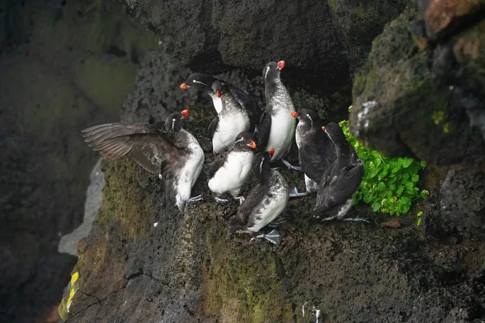 Framed Print : Group of Parakeet auklets (Aethia psittacula) perched on rock ledge, competing for space to roost, St. Paul, Pribilof Islands, Alaska, USA. July Framed Print : Group of Parakeet auklets (Aethia psittacula) perched on rock ledge, competing for space to roost, St. Paul, Pribilof Islands, Alaska, USA. July