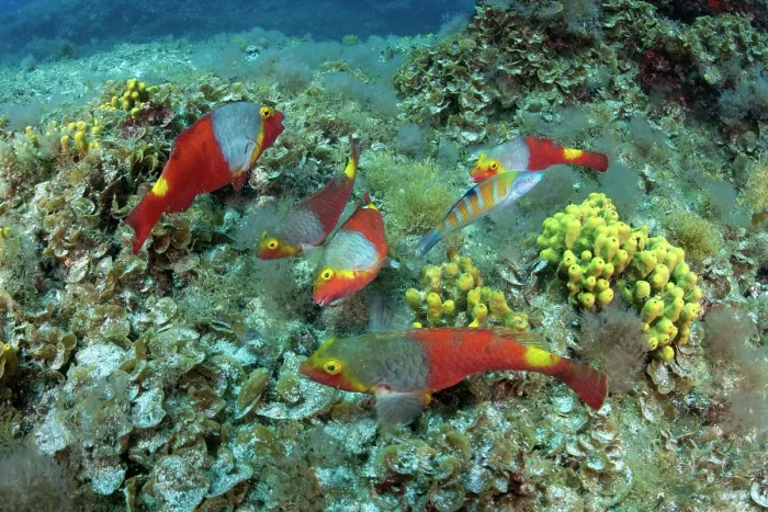 Framed Print : Group of Parrotfish (Sparisoma cretense) female and Ornate wrasse (Thalassoma pavo) on reef, Fuerteventura, Canary Islands, Atlantic Ocean Framed Print : Group of Parrotfish (Sparisoma cretense) female and Ornate wrasse (Thalassoma pavo) on reef, Fuerteventura, Canary Islands, Atlantic Ocean