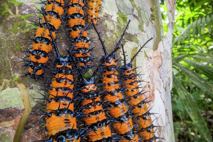 Framed Print : Group of Prola beauty (Panacea prola) caterpillars, clustered together on a tree trunk, Yasuni National Park, Amazonian Ecuador. Focus-stacked Framed Print : Group of Prola beauty (Panacea prola) caterpillars, clustered together on a tree trunk, Yasuni National Park, Amazonian Ecuador. Focus-stacked
