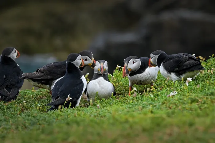Framed Print : Group of Puffins (Fratercula arctica) perched on cliff top, Great Saltee Island, County Wexford, Republic of Ireland. June Framed Print : Group of Puffins (Fratercula arctica) perched on cliff top, Great Saltee Island, County Wexford, Republic of Ireland. June