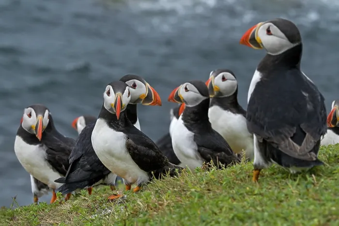 Framed Print : Group of Puffins (Fratercula arctica) perched on cliff top, Great Saltee Island, County Wexford, Republic of Ireland. June Framed Print : Group of Puffins (Fratercula arctica) perched on cliff top, Great Saltee Island, County Wexford, Republic of Ireland. June