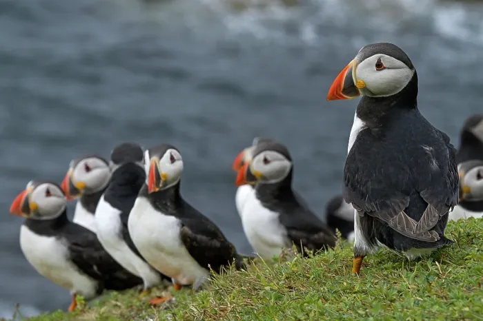 Framed Print : Group of Puffins (Fratercula arctica) perched on cliff top, Great Saltee Island, County Wexford, Republic of Ireland. June Framed Print : Group of Puffins (Fratercula arctica) perched on cliff top, Great Saltee Island, County Wexford, Republic of Ireland. June