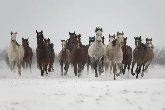 Framed Print : A group of Pure Arab, Shagya Arab and East Bulgarian fillies running in snow, Kabiuk National Stud Framed Print : A group of Pure Arab, Shagya Arab and East Bulgarian fillies running in snow, Kabiuk National Stud