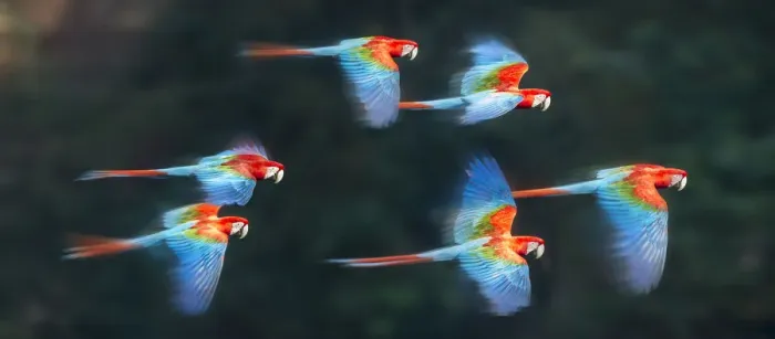 Framed Print : Group of Red-and-green macaws (Ara chloropterus) in flight over forest canopy. Buraco das Araras