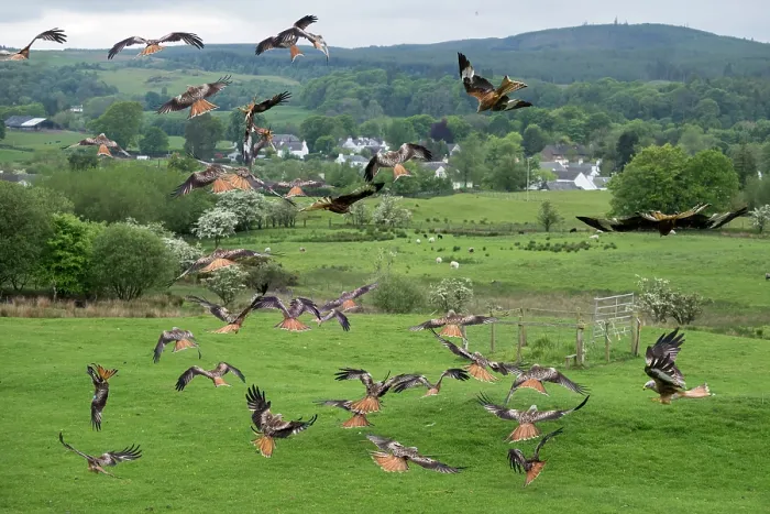 Framed Print : Group of Red kites (Milvus milvus) landing at feeding station. The Galloway Kite Trail and Feeding Station, Dumfries and Galloway, Scotland, UK. May. Controlled conditions Framed Print : Group of Red kites (Milvus milvus) landing at feeding station. The Galloway Kite Trail and Feeding Station, Dumfries and Galloway, Scotland, UK. May. Controlled conditions