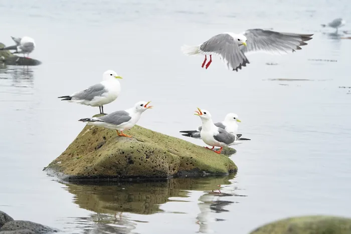 Framed Print : Group of Red-legged kittiwakes (Rissa brevirostris) perched on a rock along the shore, two calling as another flies overhead Framed Print : Group of Red-legged kittiwakes (Rissa brevirostris) perched on a rock along the shore, two calling as another flies overhead